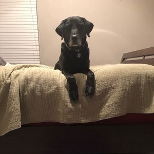 Meet your Posher, Lacey